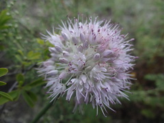 Allium clathratum