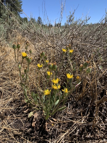 bear valley pyrrocoma (Pyrrocoma gossypina)