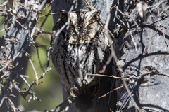 Megascops trichopsis aspersus