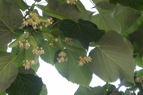 Tilia ×vulgaris iNat (3)