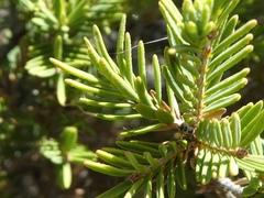 Melaleuca decussata