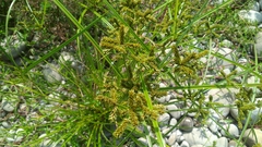 Cyperus imbricatus