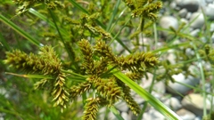 Cyperus imbricatus