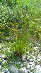 Cyperus imbricatus