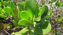 Scaevola plumieri image