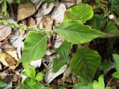 Achyranthes aspera