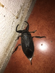 Lethocerus
