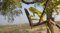 Chamaeleo zeylanicus