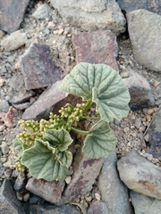 Dioscorea volckmannii