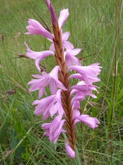 Watsonia lepida