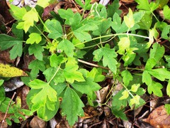 Clematis drummondii