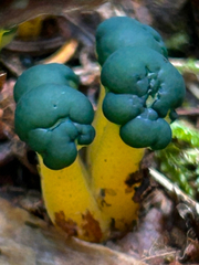 Leotia lubrica image