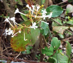 Plumbago zeylanica