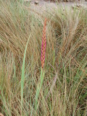 Watsonia lepida