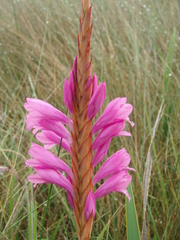 Watsonia lepida
