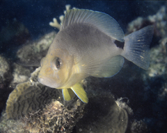 Hypoplectrus unicolor