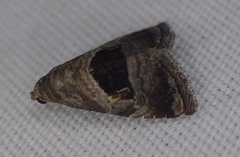 Tripudia rectangula
