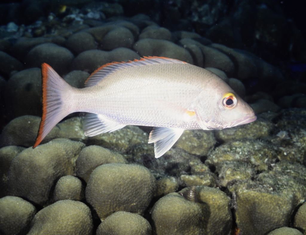 Photo of a Mahogany Snapper