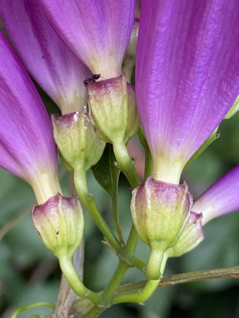 Mansoa difficilis