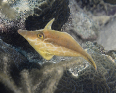 Slender Filefish photo 5