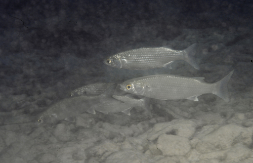 Mugil rubrioculus