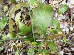 Plumbago zeylanica