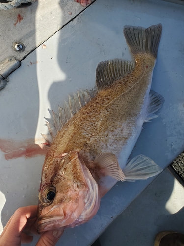 Light Dusky Rockfish