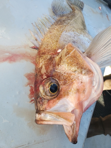 Light Dusky Rockfish