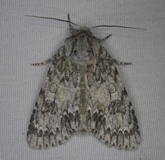 Acronicta rubricoma