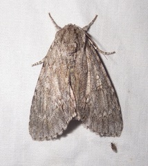 Acronicta americana
