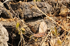 Marisora brachypoda