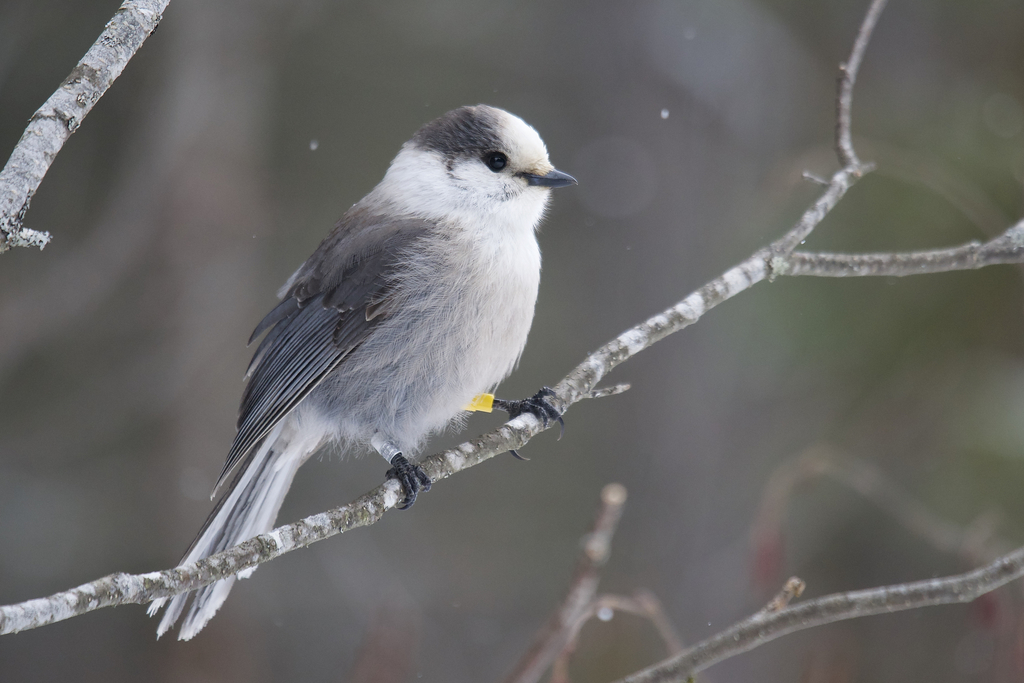 Boreal Jays
