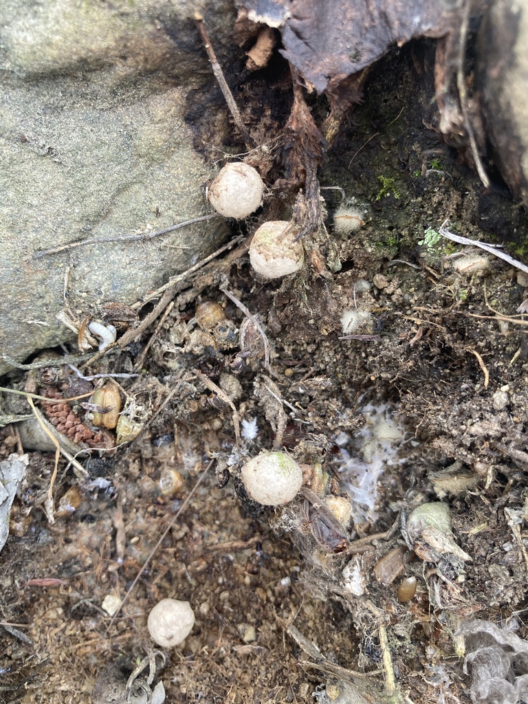 Spiders from Te Waipounamu/South Island, Alexandra, Otago, NZ on ...