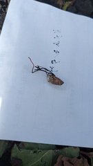 カメムシタケ