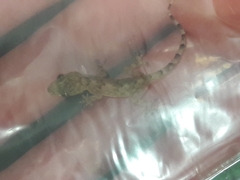 Hemidactylus