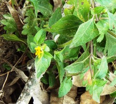 Calyptocarpus vialis