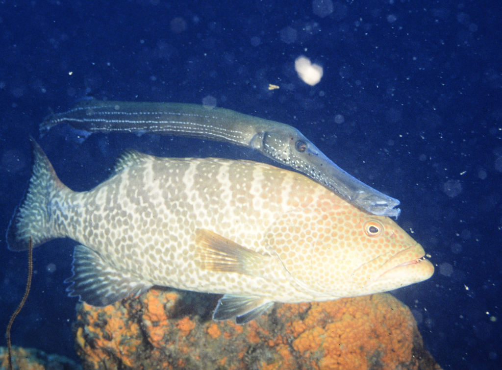 Photo of Tiger grouper (Mycteroperca tigris)
