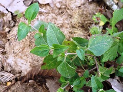 Calyptocarpus vialis