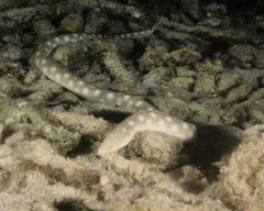 Myrichthys breviceps