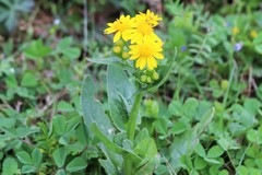 Amblyolepis setigera