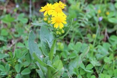 Amblyolepis setigera