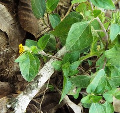 Calyptocarpus vialis