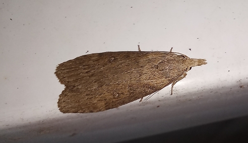 Lamoria anella