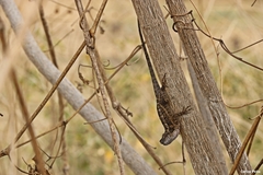 Anolis serranoi