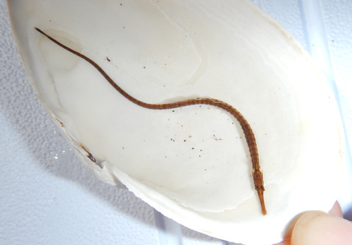 Northern pipefish (Syngnathus fuscus) — Syngnathidae — 2