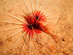 Pterois cincta