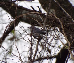 Polioptila caerulea
