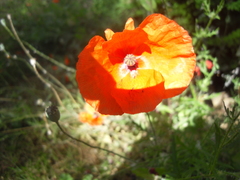 Papaver rhoeas