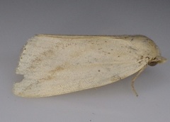 Amolita obliqua