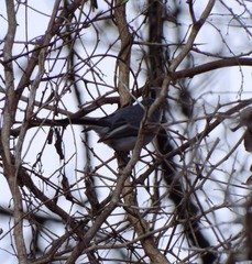 Polioptila caerulea